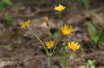 Twoflower dwarfdandelion